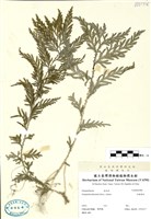 藏品(全緣卷柏)的圖片